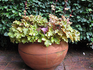 Heuchera