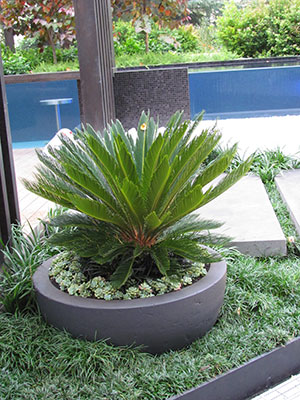 Cycad