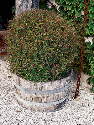 Muehlenbeckia