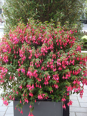 Fuchsia