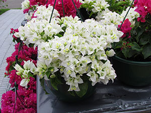 Bourgainvillea dwarf