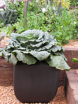 Cabbages