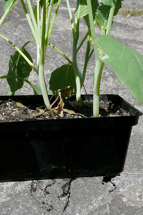 cauliflower 1