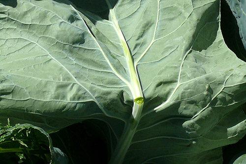 cauliflower 2
