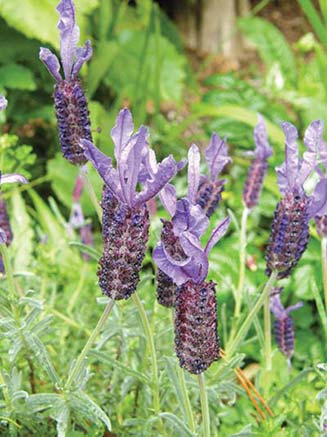 lavendar-head