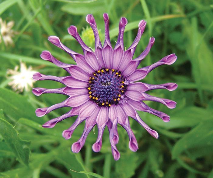 purple-flower